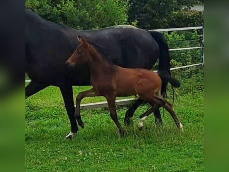 Westfale Hengst 1 Jahr Brauner in Borchen