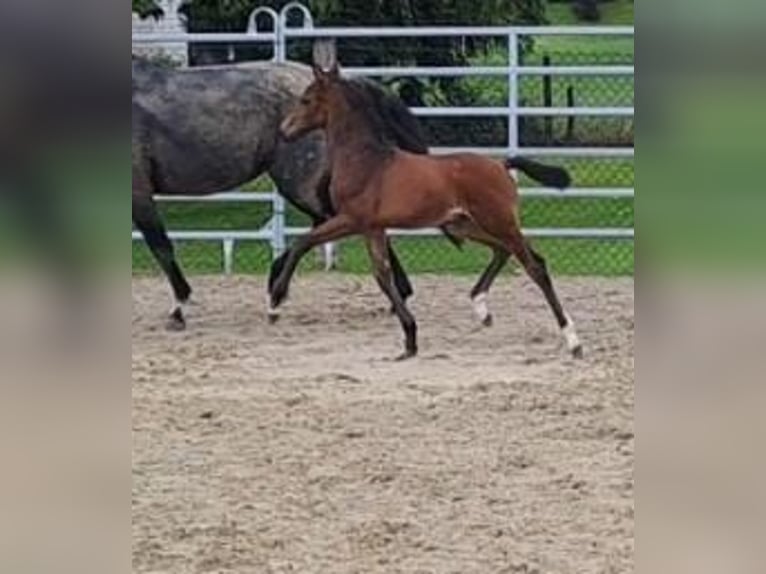 Westfale Hengst 1 Jahr Brauner in Borchen