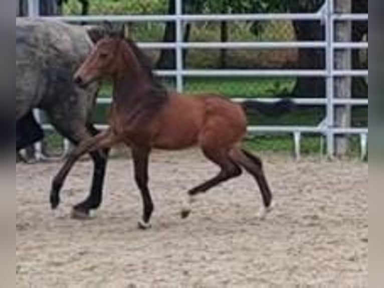 Westfale Hengst 1 Jahr Brauner in Borchen