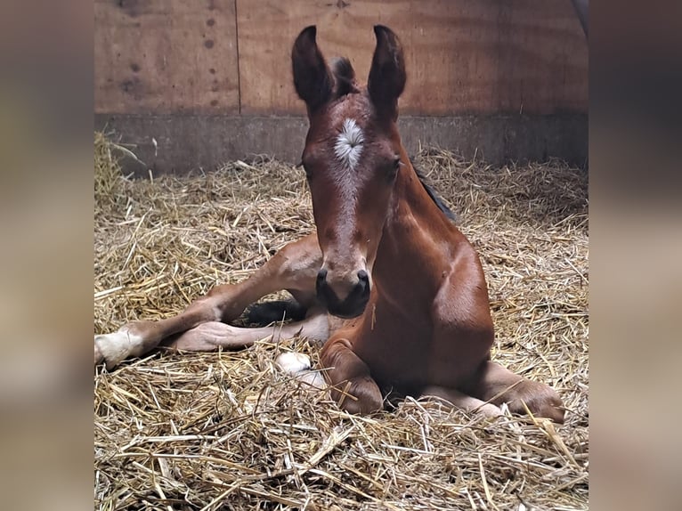 Westfale Hengst 1 Jahr Brauner in Borchen