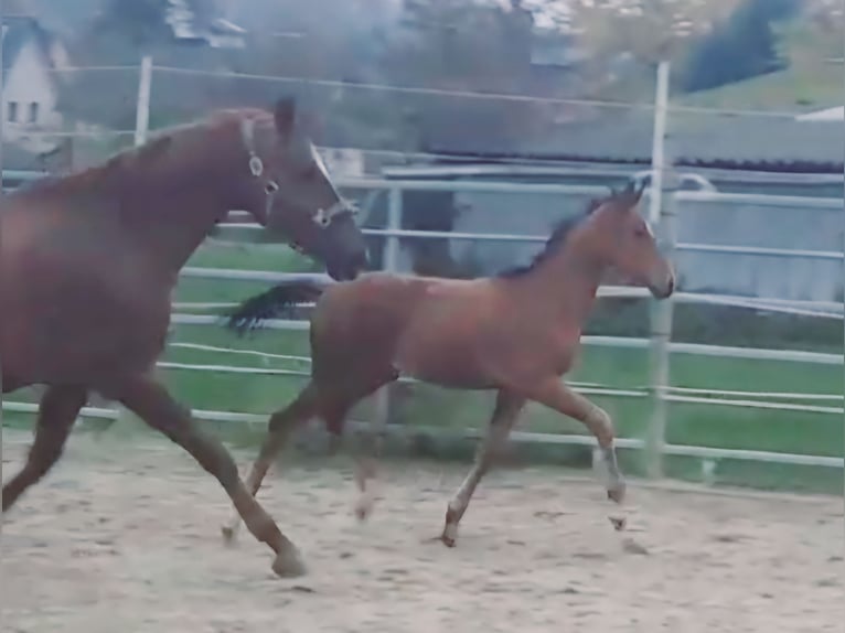 Westfale Hengst 1 Jahr Brauner in Borchen