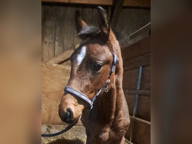 Westfale Hengst 1 Jahr Brauner in Borchen