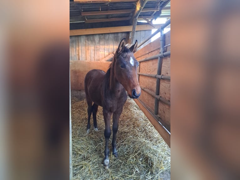 Westfale Hengst 1 Jahr Brauner in Borchen