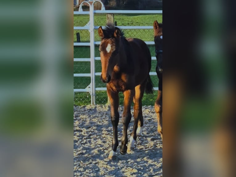 Westfale Hengst 1 Jahr Brauner in Borchen