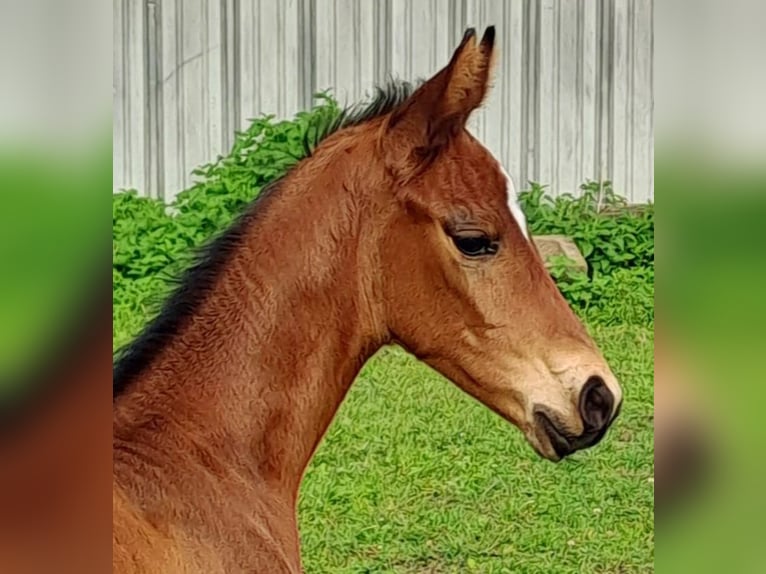 Westfale Hengst 1 Jahr Brauner in Borchen