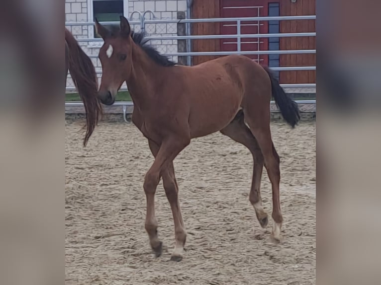 Westfale Hengst 1 Jahr Brauner in Borchen