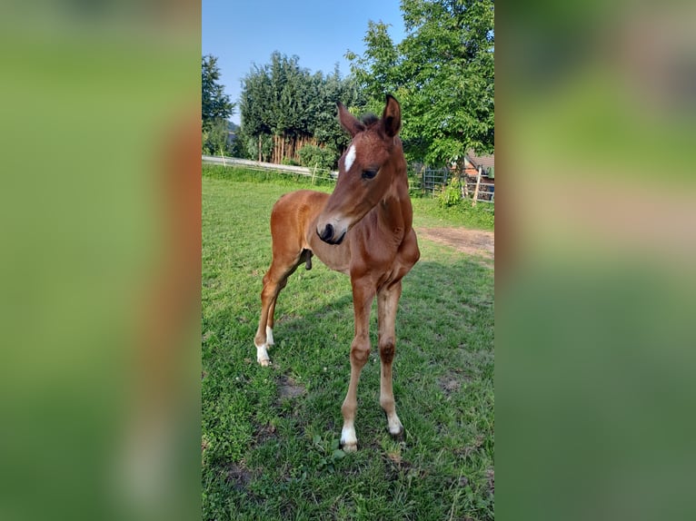 Westfale Hengst 1 Jahr Brauner in Borchen