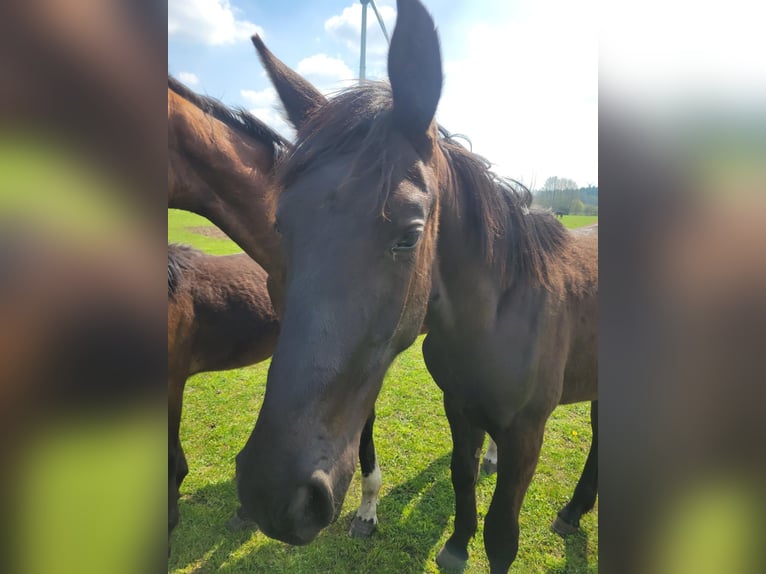Westfale Hengst 1 Jahr Brauner in Hörstel
