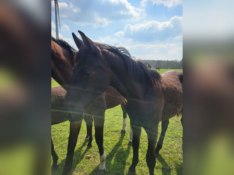 Westfale Hengst 1 Jahr Brauner in Hörstel
