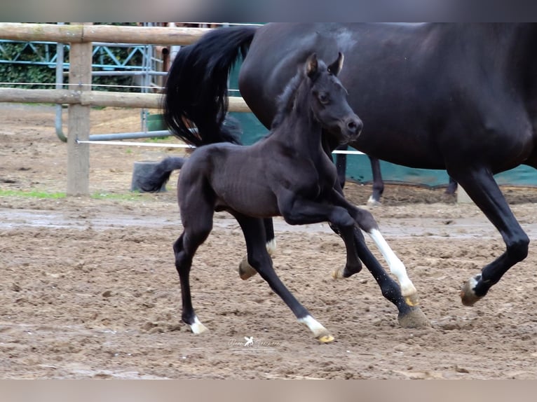 Westfale Hengst 1 Jahr Brauner in Neuenkirchen Vörden