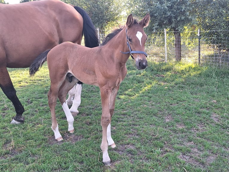 Westfale Hengst 1 Jahr Brauner in Ascheberg
