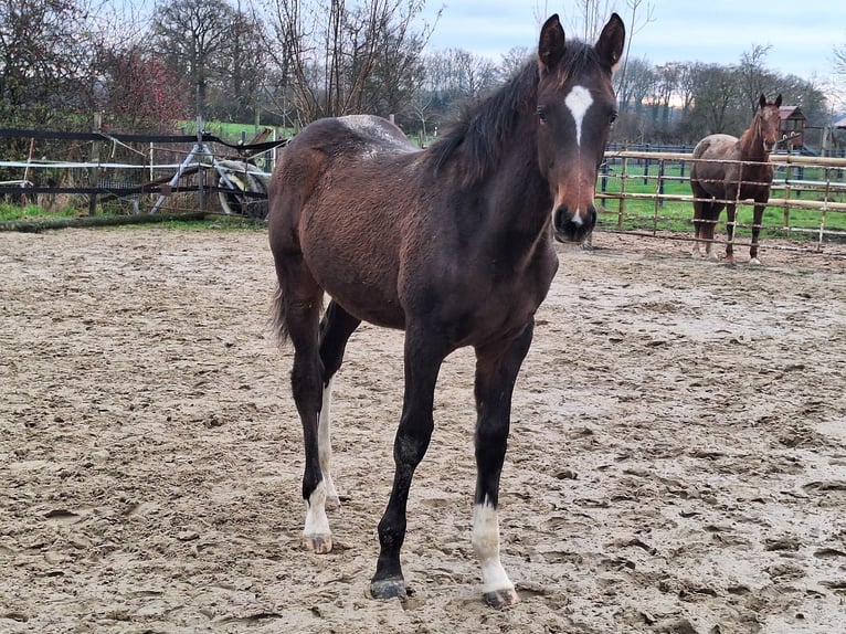 Westfale Hengst 1 Jahr Brauner in Ascheberg