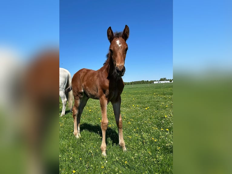 Westfale Hengst 1 Jahr Brauner in Harsewinkel