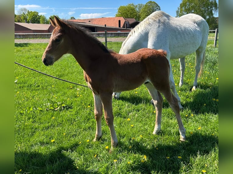 Westfale Hengst 1 Jahr Brauner in Harsewinkel