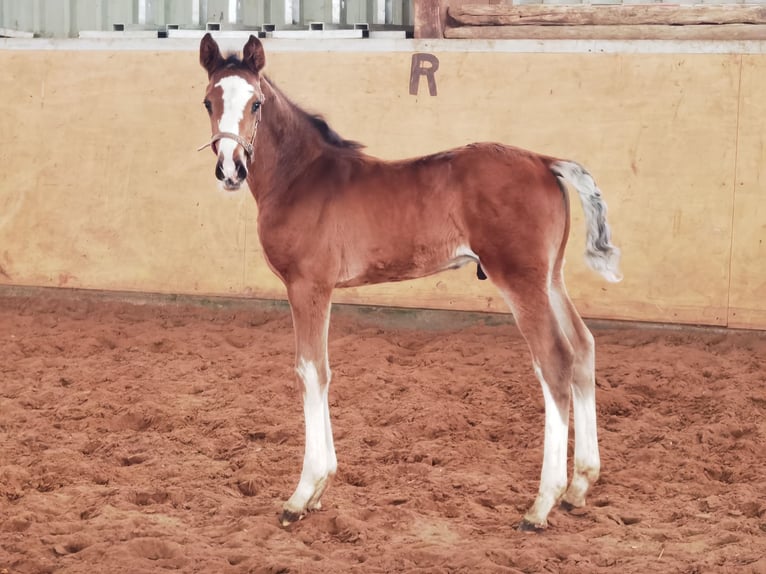 Westfale Hengst 1 Jahr Brauner in Frankenberg (Eder)