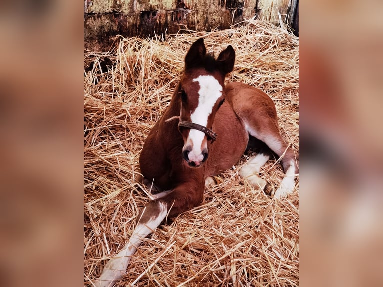 Westfale Hengst 1 Jahr Brauner in Frankenberg (Eder)