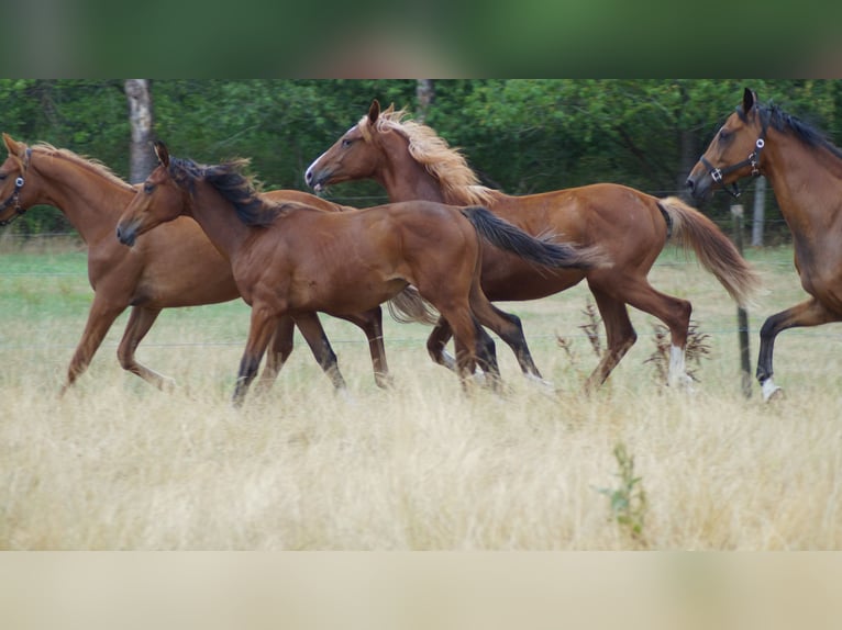 Westfale Hengst 1 Jahr Brauner in Neuenkirchen-Vörden