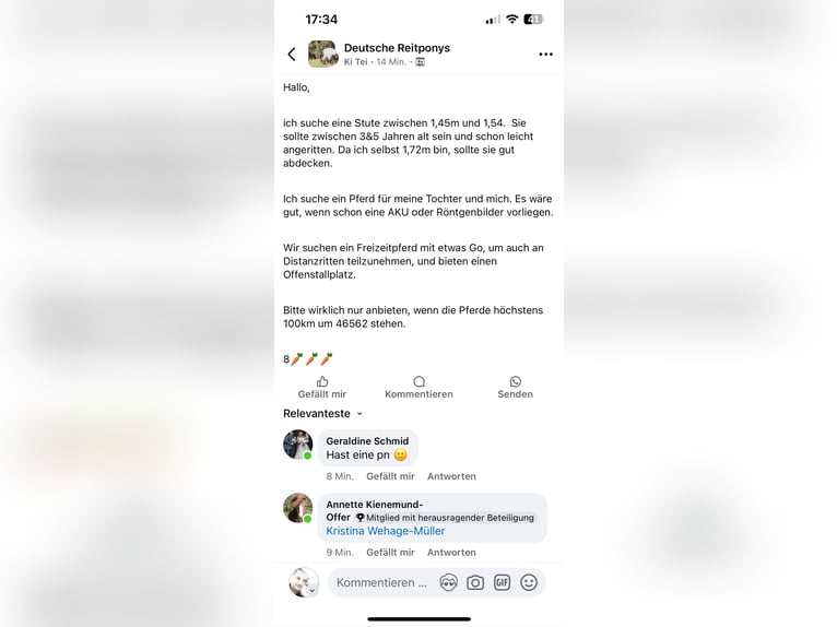 Westfale Hengst 1 Jahr in Dorsten