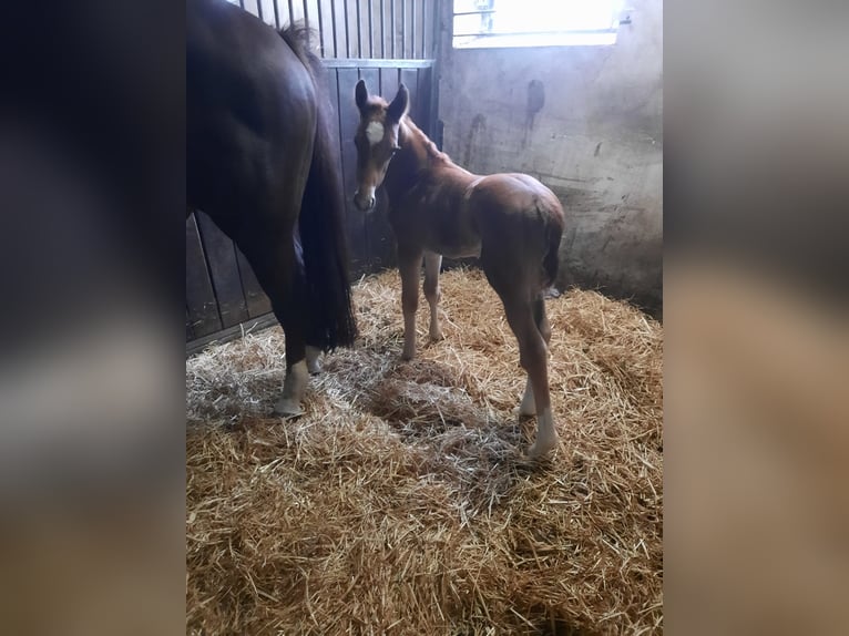 Westfale Hengst 1 Jahr in Ostercappeln