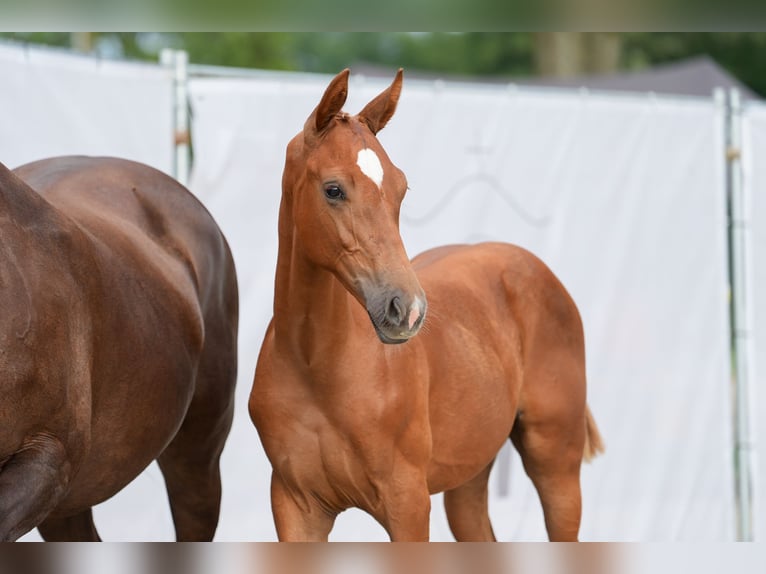 Westfale Hengst 1 Jahr in Ostercappeln