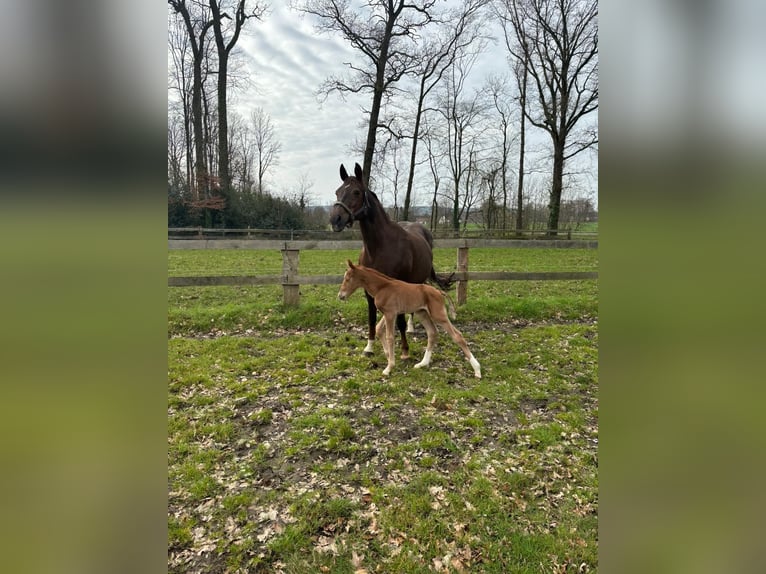 Westfale Hengst 1 Jahr in Ostercappeln