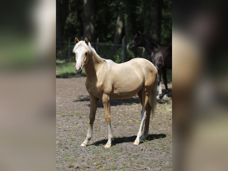 Westfale Hengst 1 Jahr Dunkelfuchs in Neuenkirchen-V&#xF6;rden