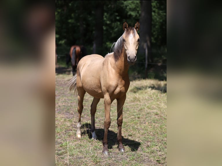 Westfale Hengst 1 Jahr Dunkelfuchs in Neuenkirchen-V&#xF6;rden
