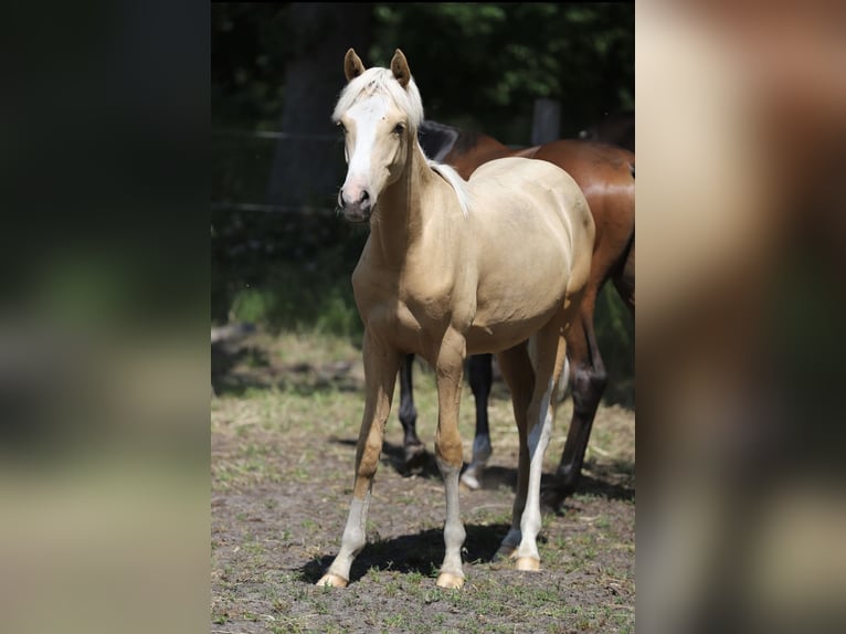 Westfale Hengst 1 Jahr Dunkelfuchs in Neuenkirchen-V&#xF6;rden