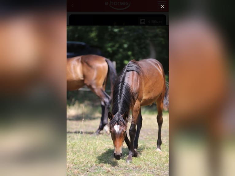 Westfale Hengst 1 Jahr Dunkelfuchs in Neuenkirchen-V&#xF6;rden