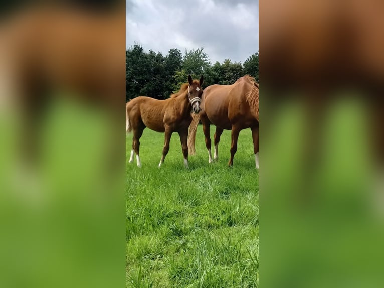 Westfale Hengst 1 Jahr Dunkelfuchs in Hasbergen