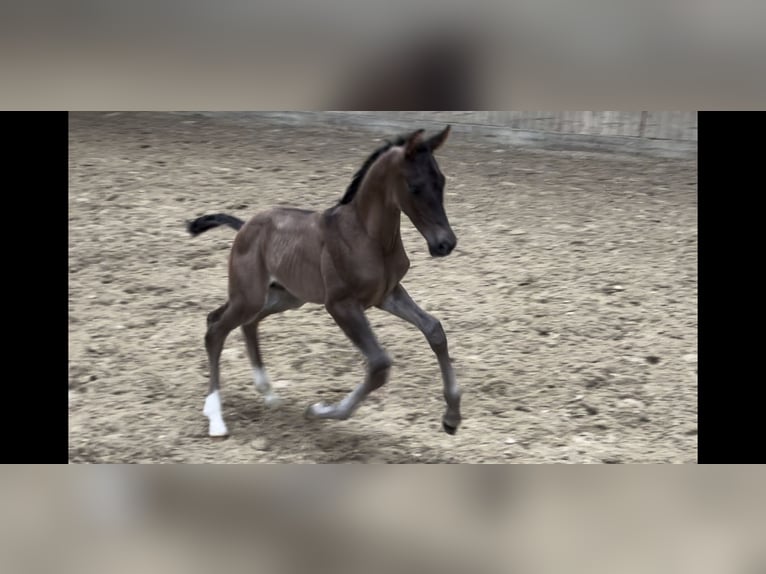 Westfale Hengst 1 Jahr Rappe in Münster