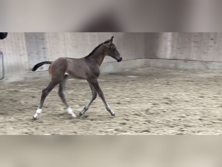 Westfale Hengst 1 Jahr Rappe in Münster