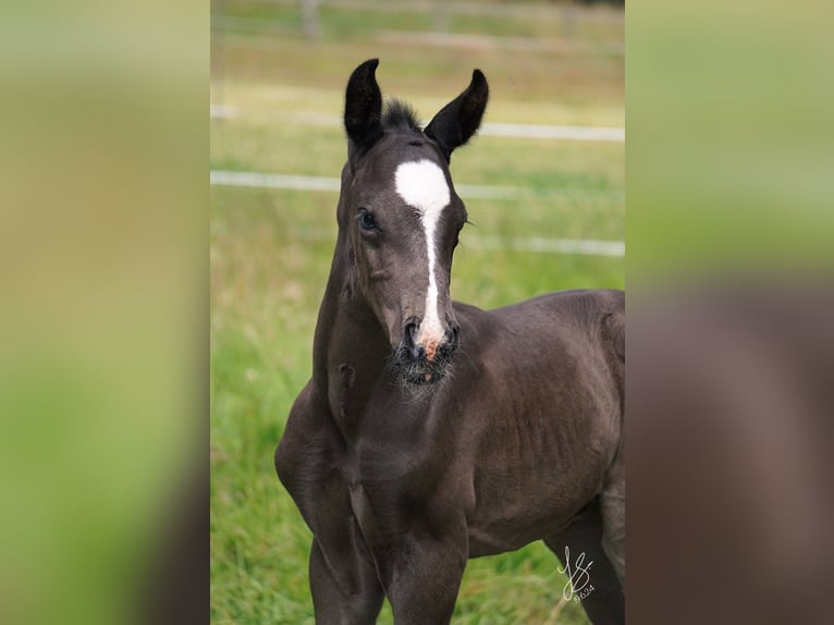 Westfale Hengst 1 Jahr Rappe in Sendenhorst