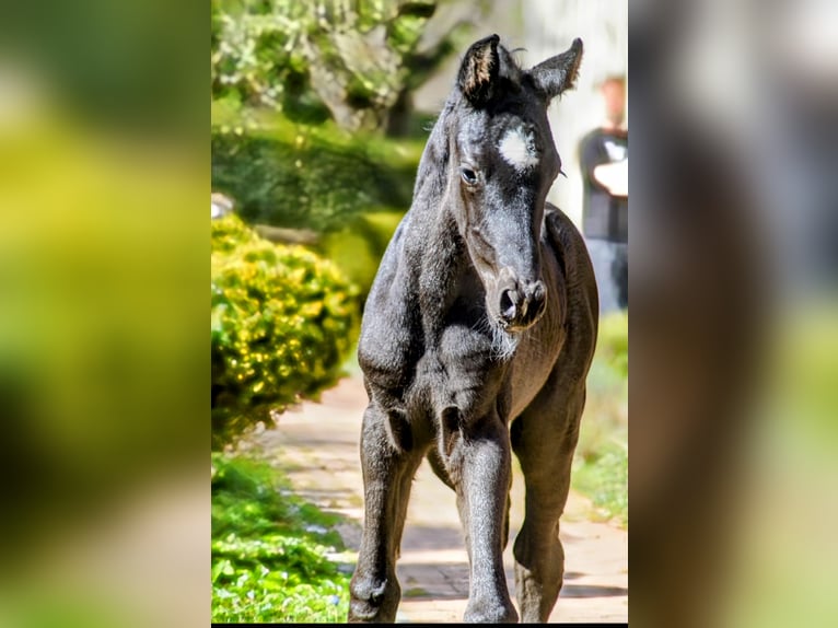 Westfale Hengst 1 Jahr Rappe in Horstmar