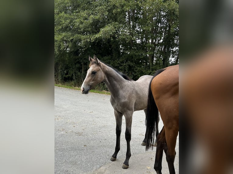 Westfale Hengst 1 Jahr Schimmel in Telgte