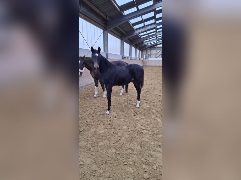 Westfale Hengst 1 Jahr Schwarzbrauner in Ruppichteroth