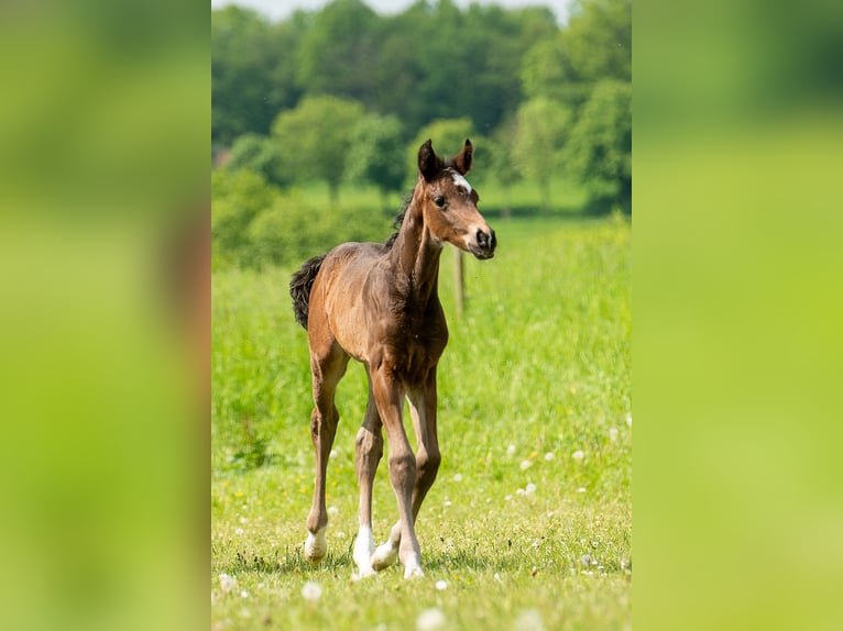 Westfale Hengst 1 Jahr Schwarzbrauner in Ruppichteroth