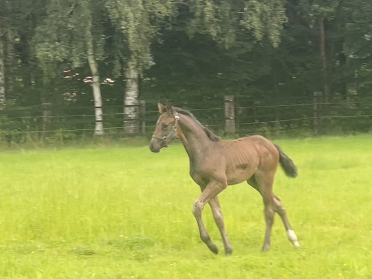 Westfale Hengst 1 Jahr Schwarzbrauner in Hamm