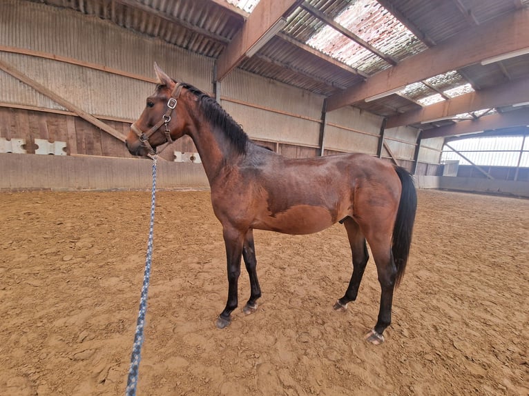 Westfale Hengst 2 Jahre 150 cm Brauner in Marl