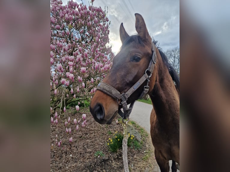 Westfale Hengst 2 Jahre 150 cm Brauner in Marl