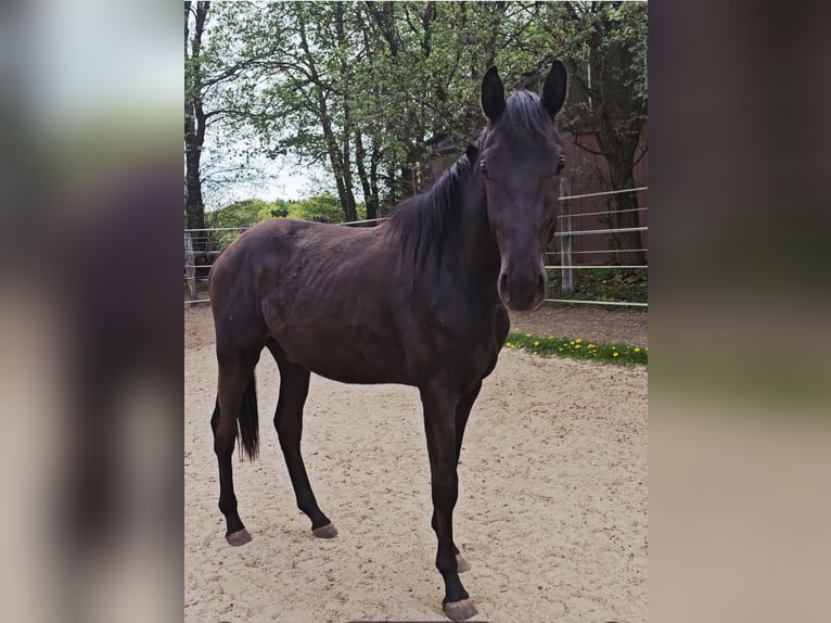 Westfale Hengst 2 Jahre 155 cm Dunkelbrauner in Appen