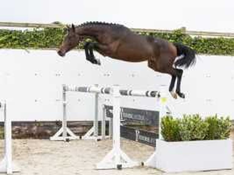 Westfale Hengst 2 Jahre 159 cm Brauner in Waddinxveen