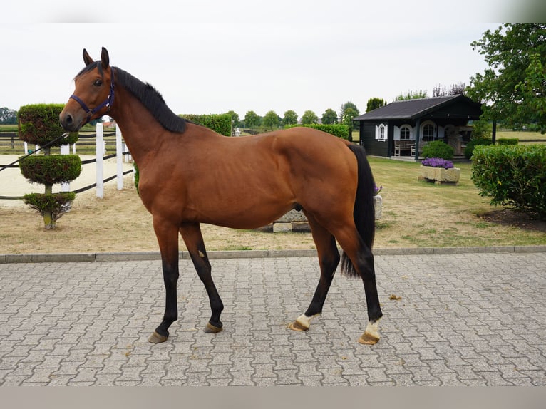 Westfale Hengst 2 Jahre 160 cm Brauner in Nordwalde