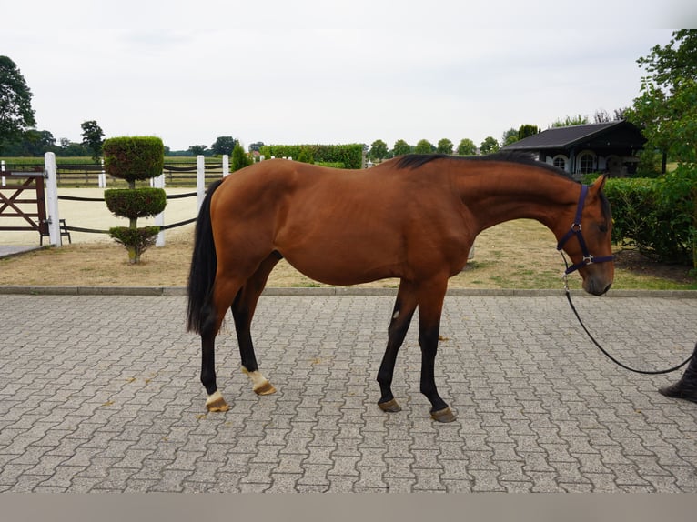 Westfale Hengst 2 Jahre 160 cm Brauner in Nordwalde