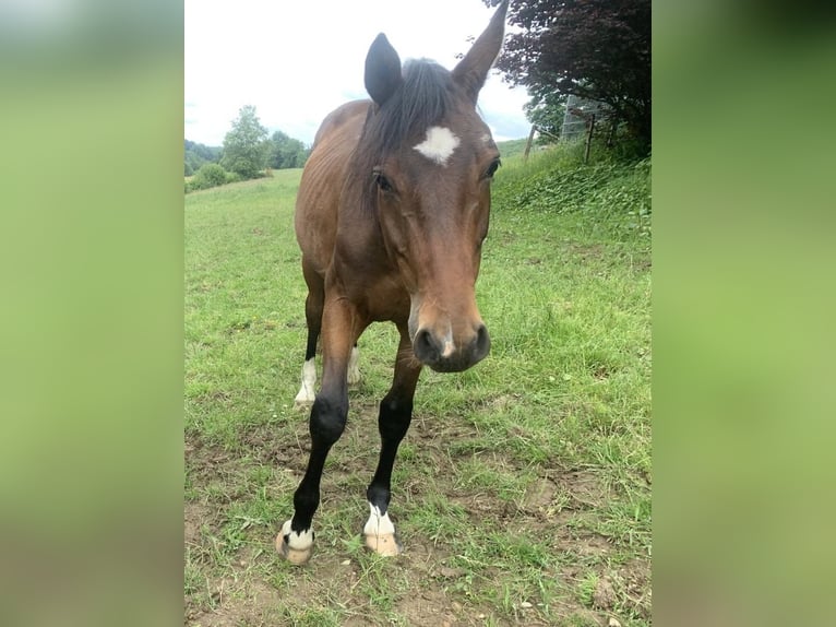 Westfale Hengst 2 Jahre 160 cm Dunkelbrauner in Drolshagen