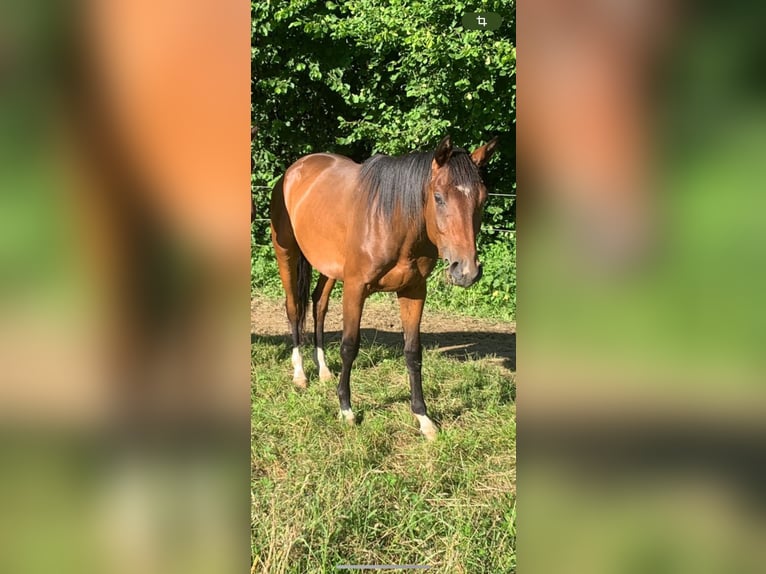 Westfale Hengst 2 Jahre 160 cm Dunkelbrauner in Drolshagen