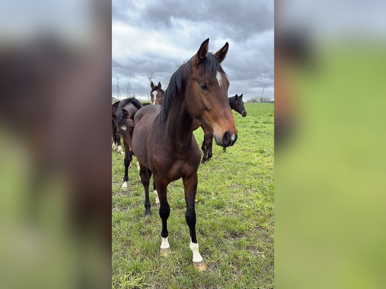 Westfale Hengst 2 Jahre 160 cm Dunkelbrauner in Struckum