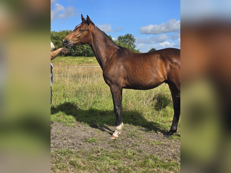 Westfale Hengst 2 Jahre 160 cm Dunkelbrauner in Struckum