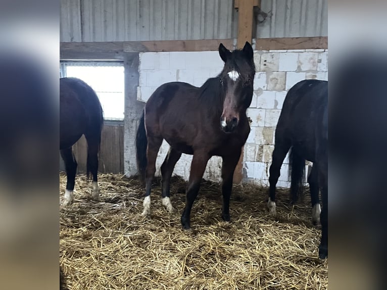 Westfale Hengst 2 Jahre 160 cm Hellbrauner in OlpeOlpe