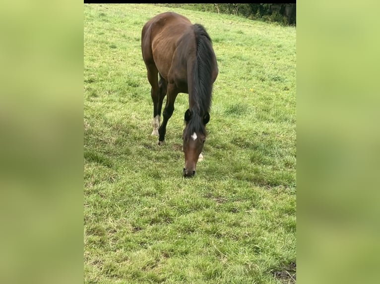Westfale Hengst 2 Jahre 160 cm Hellbrauner in OlpeOlpe